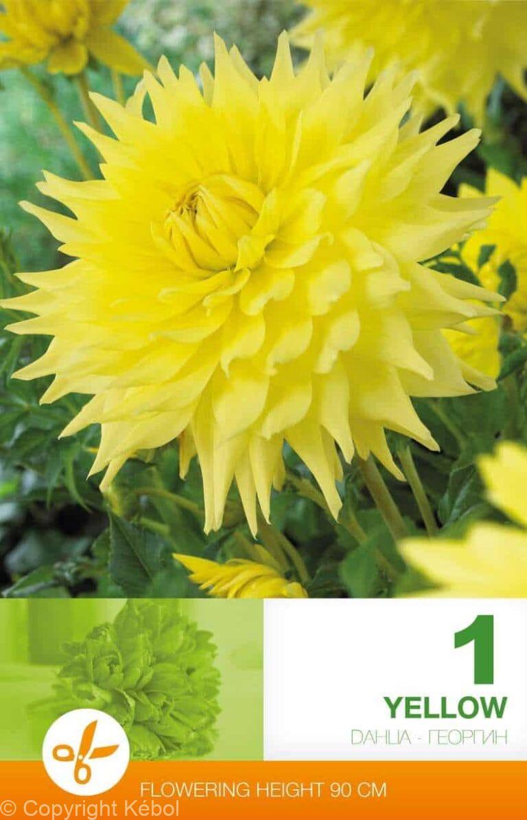 Dahlia Decorative Yellow