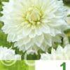 Dahlia Decorative White