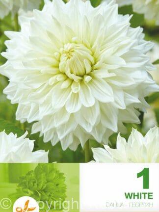 Dahlia Decorative White