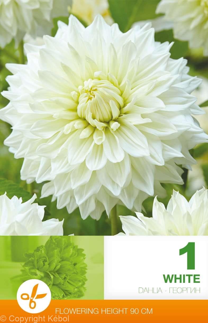 Dahlia Decorative White
