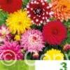 Dahlia Decorative Mixed Economy
