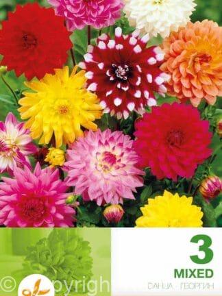 Dahlia Decorative Mixed Economy