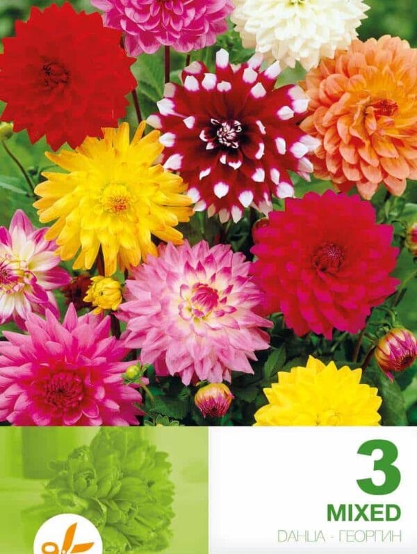 Dahlia Decorative Mixed Economy
