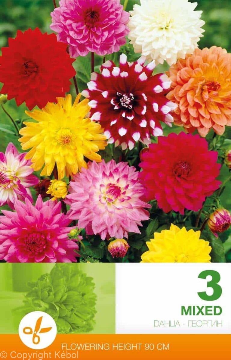 Dahlia Decorative Mixed Economy