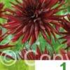 Dahlia Cactus Red