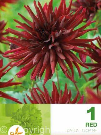 Dahlia Cactus Red