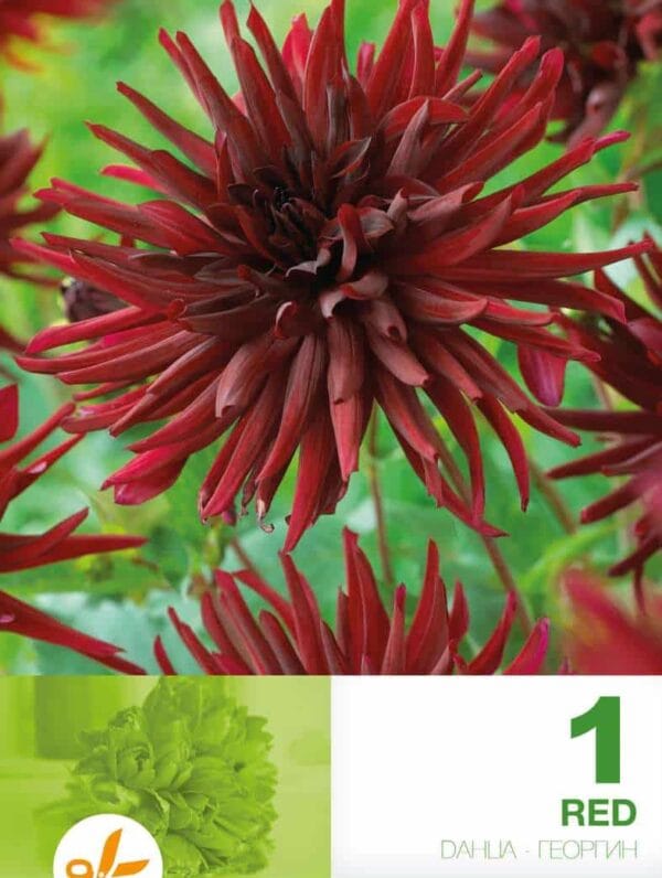 Dahlia Cactus Red