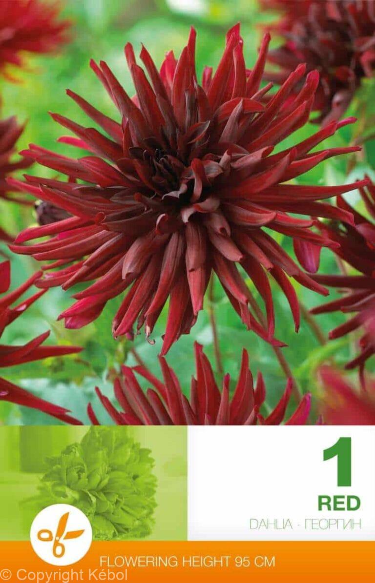 Dahlia Cactus Red