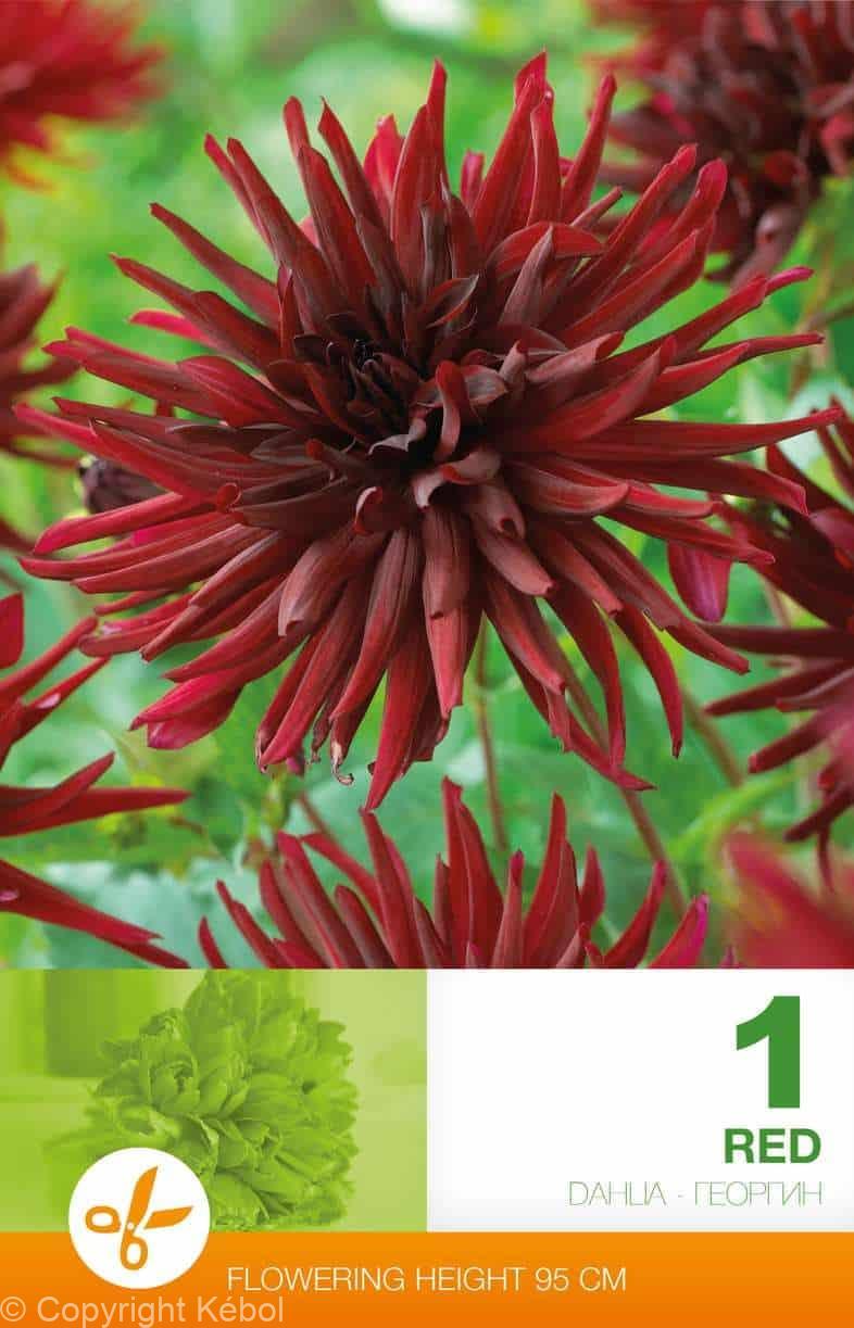 Dahlia Cactus Red