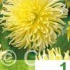 Dahlia Cactus Yellow