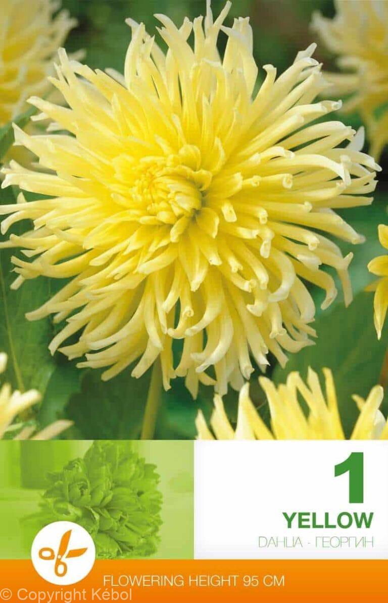 Dahlia Cactus Yellow