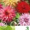 Dahlia Cactus Mixed Economy
