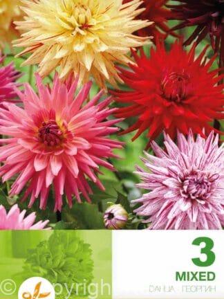 Dahlia Cactus Mixed Economy
