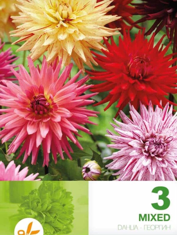 Dahlia Cactus Mixed Economy