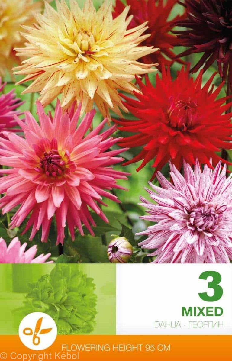 Dahlia Cactus Mixed Economy