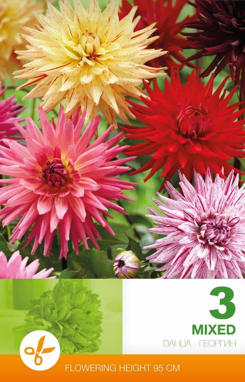 Dahlia Cactus Mixed Economy