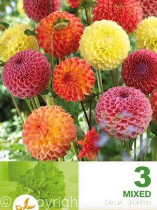 Dahlia Pompon Mixed Economy