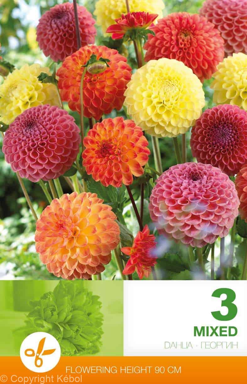Dahlia Pompon Mixed Economy