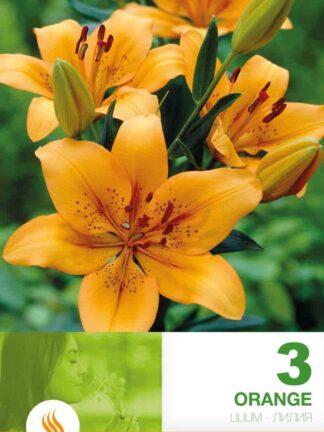 Lilium AS Orange