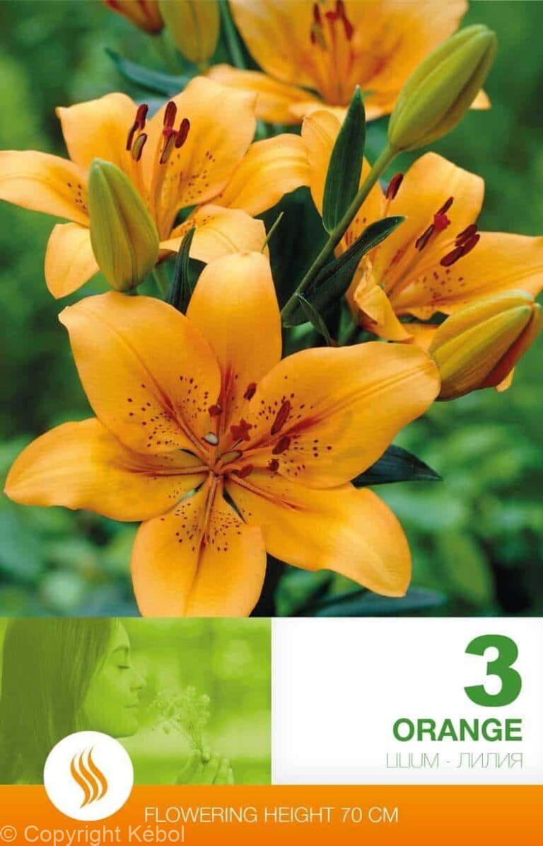 Lilium AS Orange