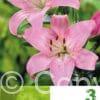 Lilium AS Pink