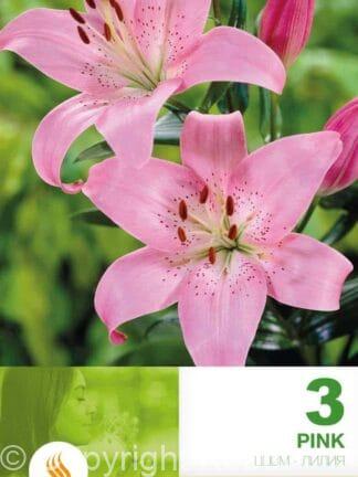 Lilium AS Pink