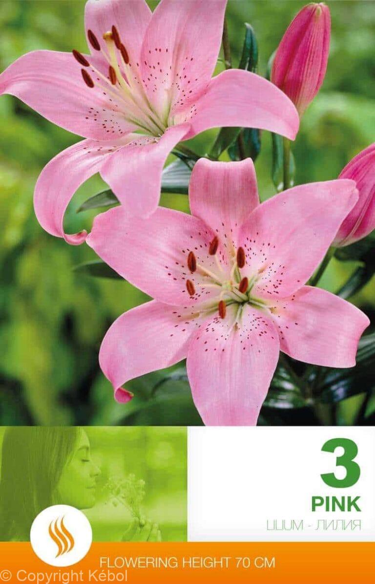 Lilium AS Pink