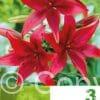 Lilium AS Red