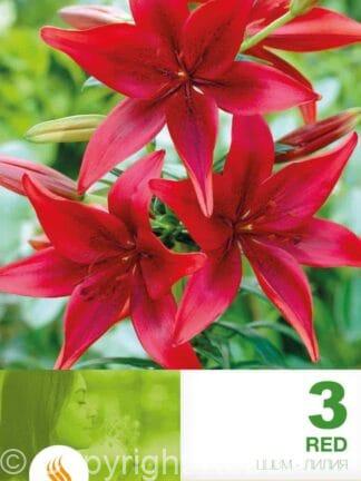 Lilium AS Red