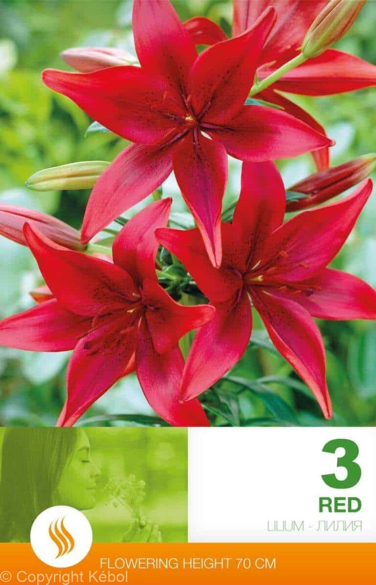Lilium AS Red
