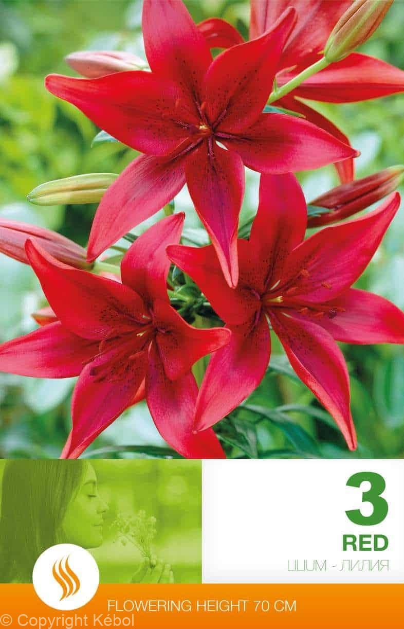 Lilium AS Red