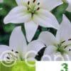 Lilium As White