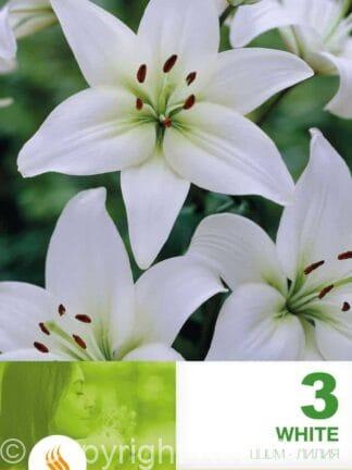 Lilium As White