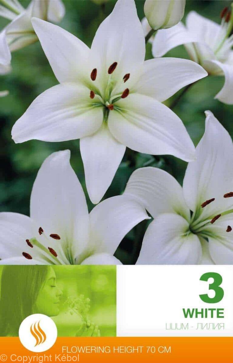 Lilium As White
