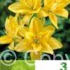 Lilium AS Yellow