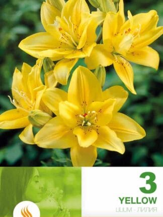 Lilium AS Yellow