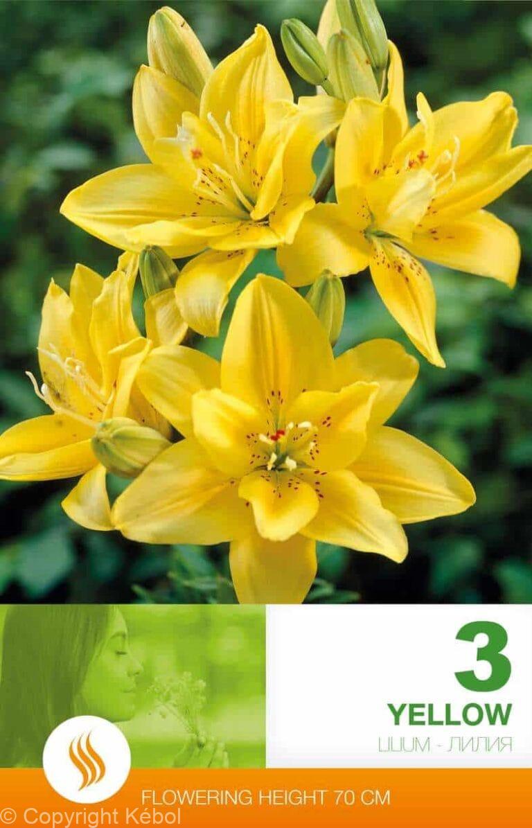 Lilium AS Yellow