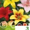 Lilium AS Mixed