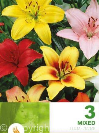 Lilium AS Mixed