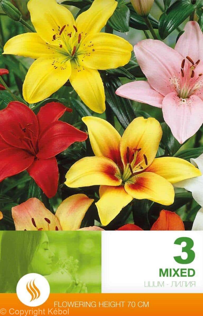 Lilium AS Mixed