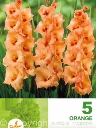 Gladiolus Orange