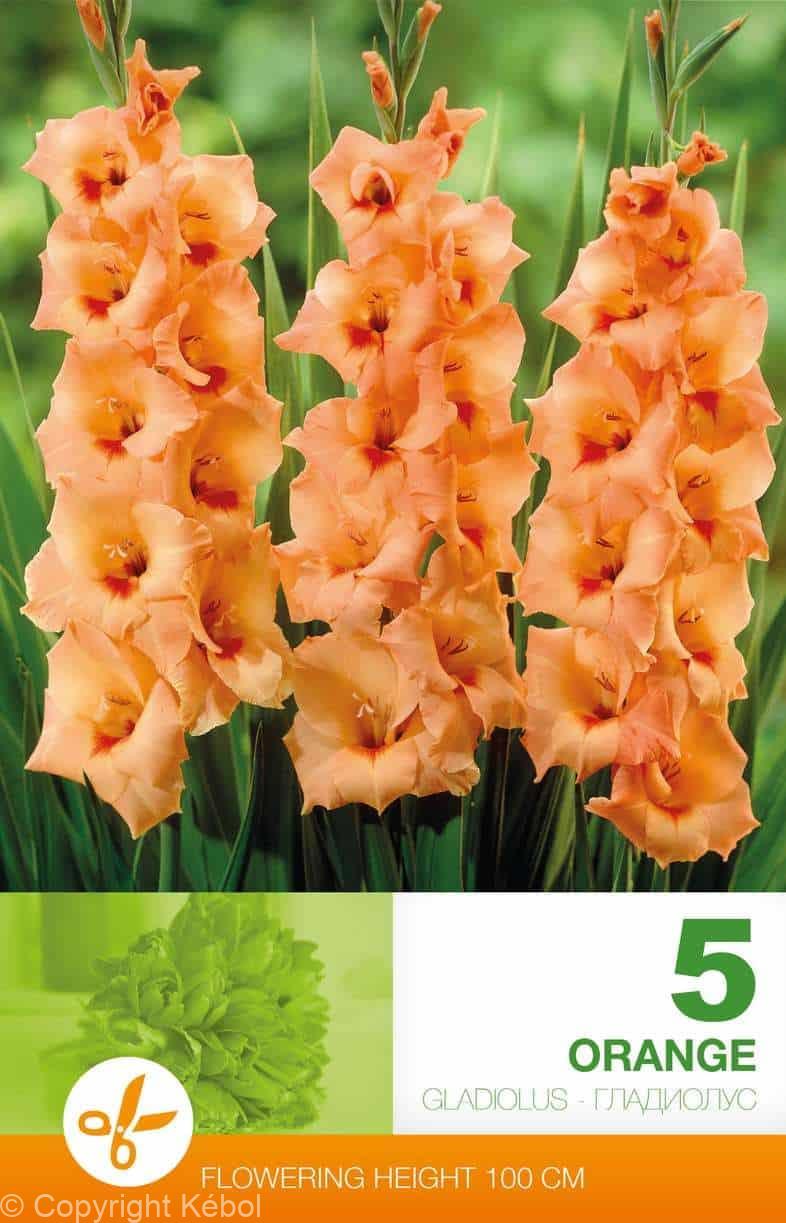 Gladiolus Orange