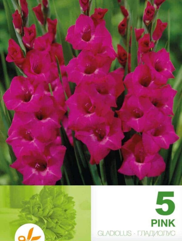 Gladiolus Pink
