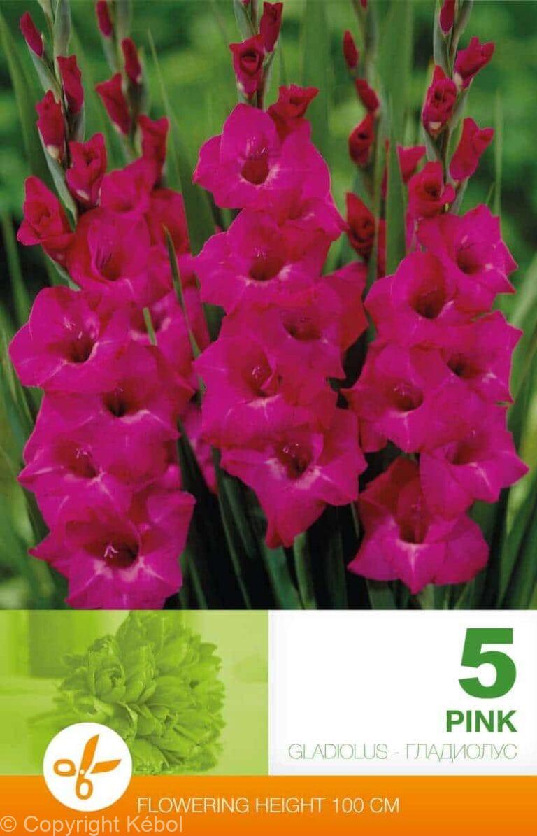 Gladiolus Pink