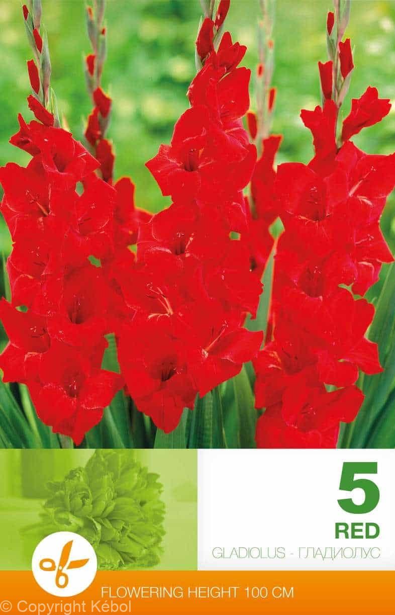 Gladiolus Red