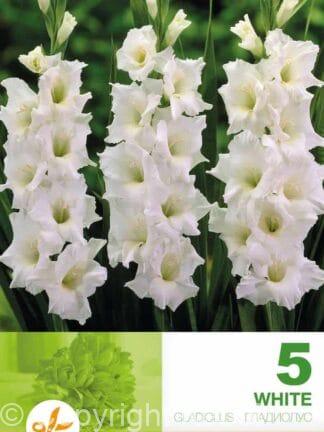 Gladiolus White
