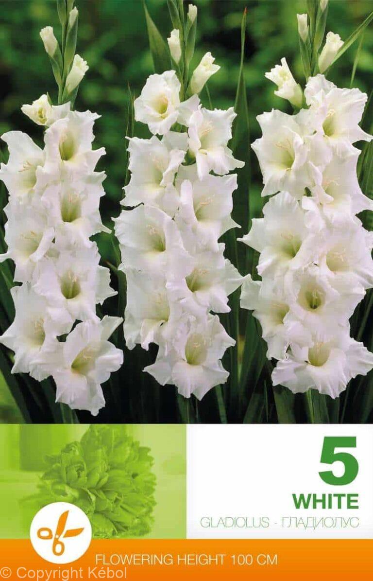 Gladiolus White