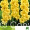 Gladiolus Yellow
