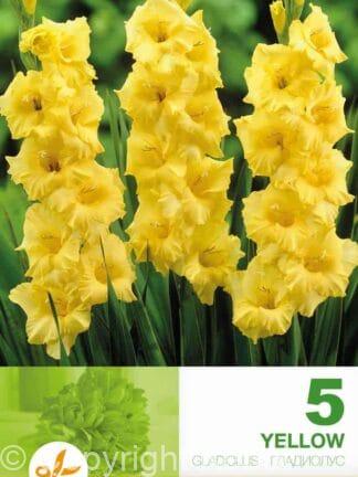Gladiolus Yellow