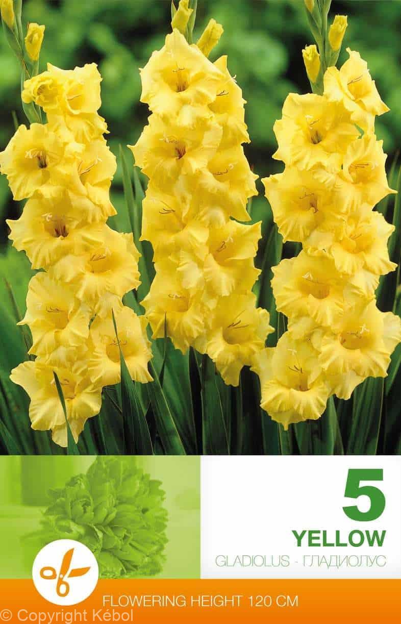 Gladiolus Yellow